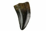 Theropod (Juvenile Tyrannosaur?) Tooth - Hell Creek Formation #129806-1